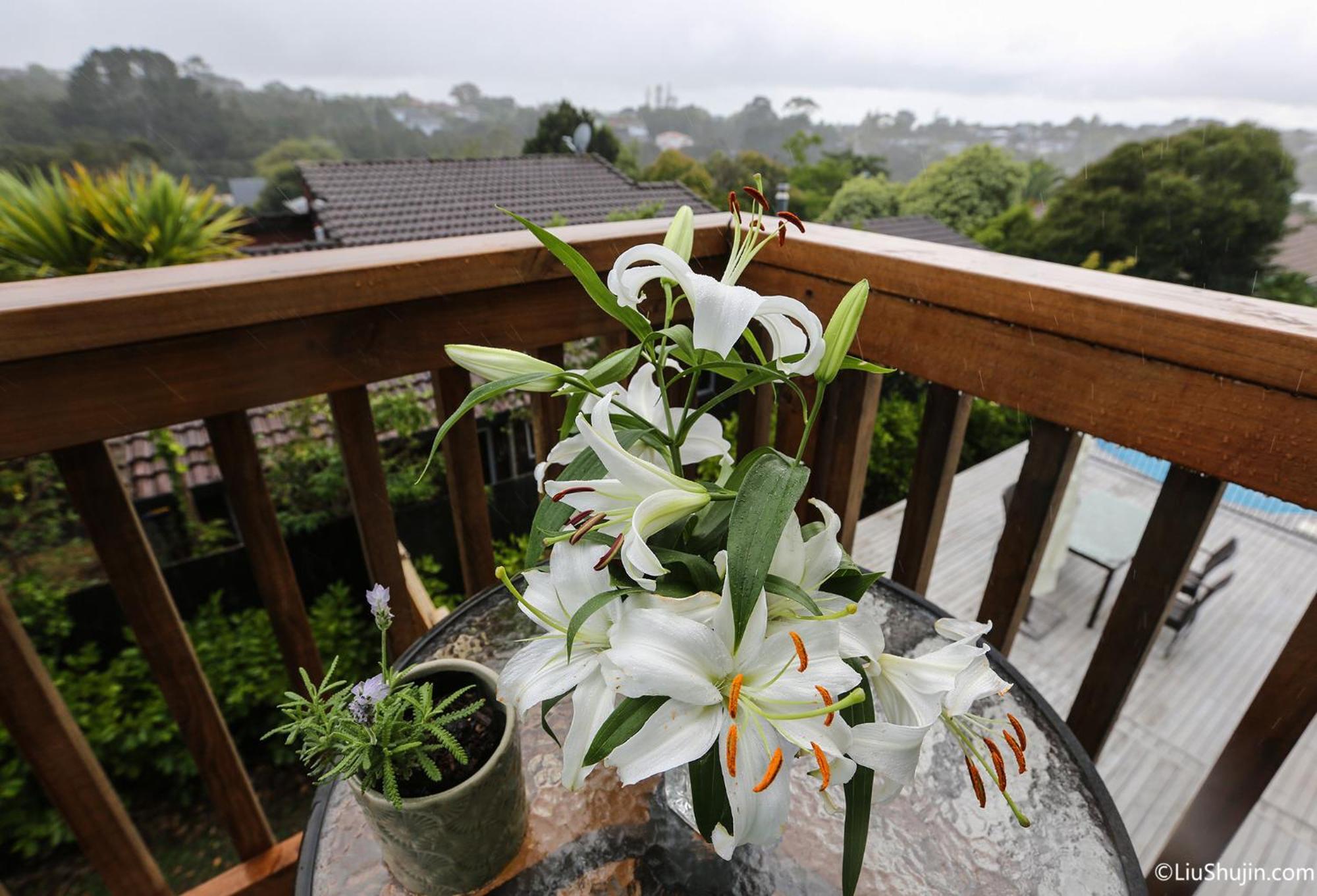 Swimming Pool Holiday Villa Auckland Exterior foto